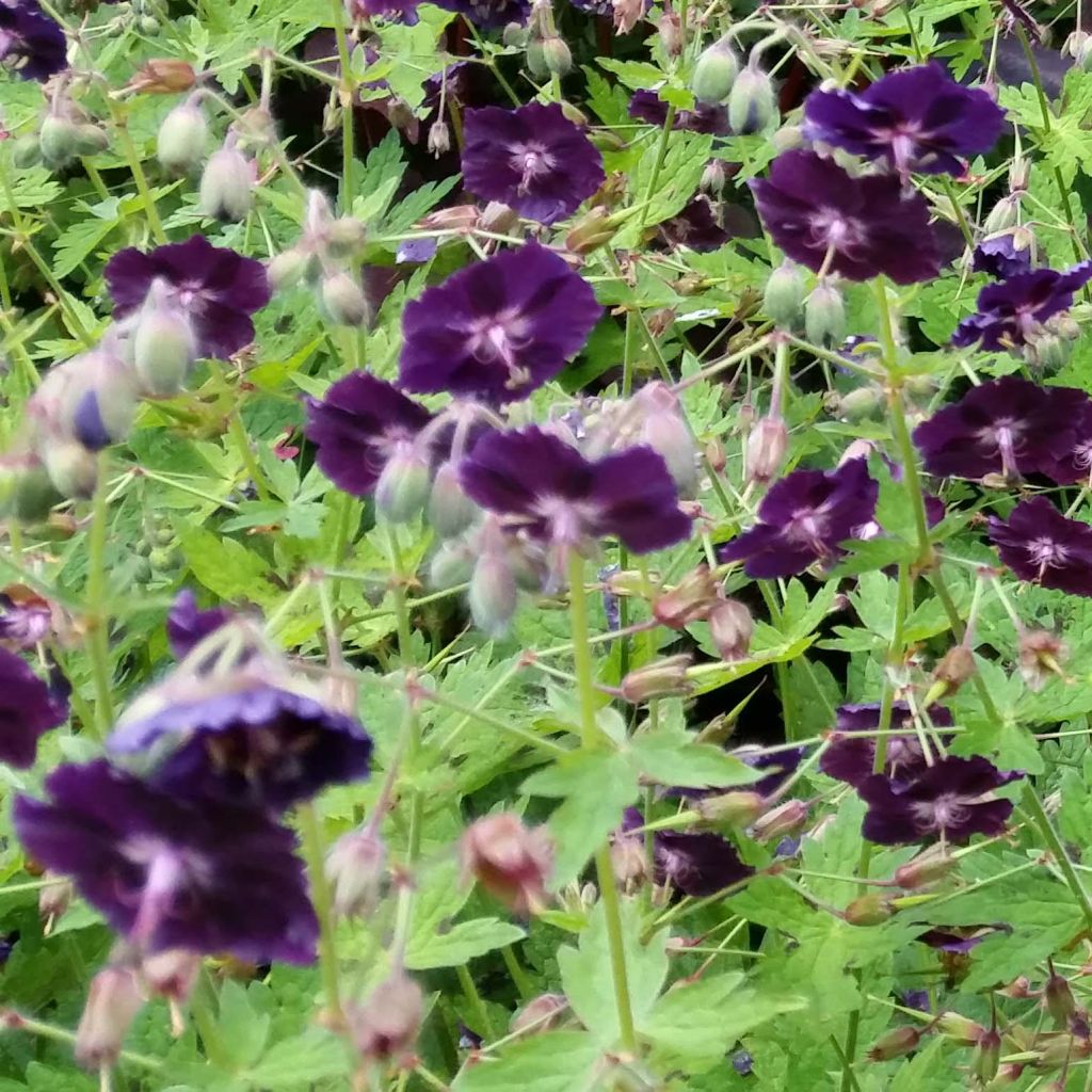 Geranium vivace phaeum Raven - Géranium vivace livide