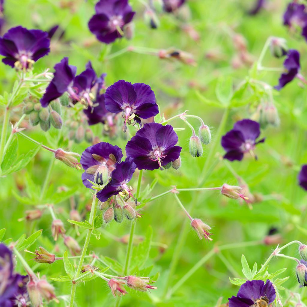 Geranium phaeum Raven