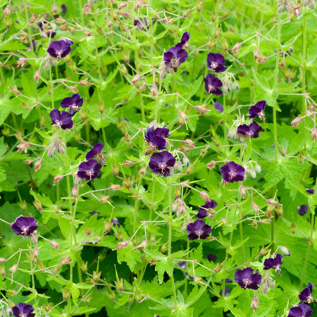 Geranium phaeum Raven