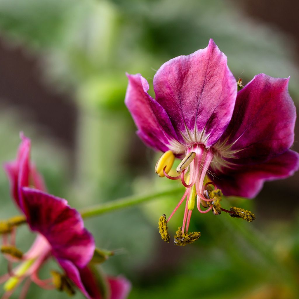 Geranium phaeum Samobor