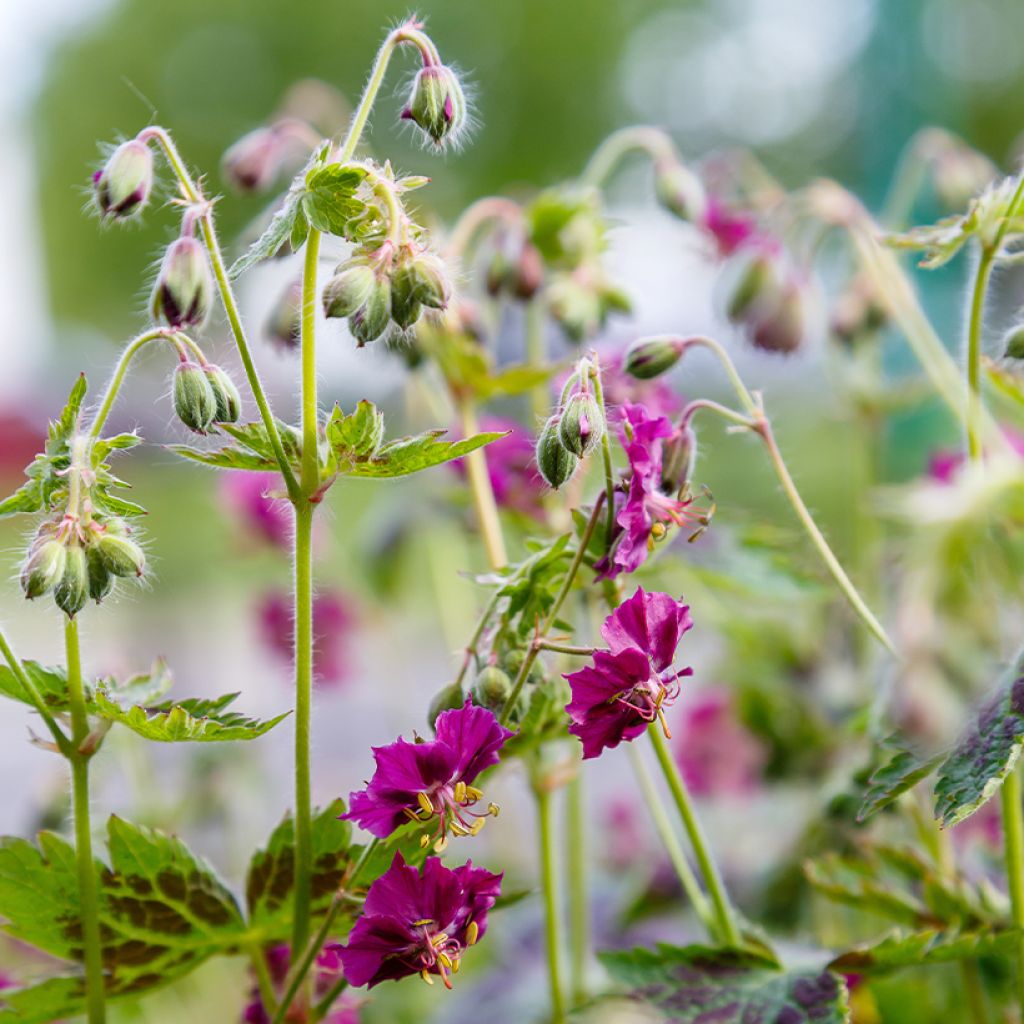 Geranium phaeum Samobor