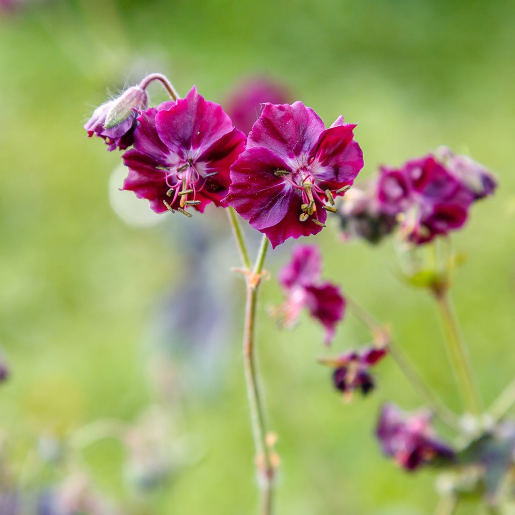 Geranium phaeum Samobor