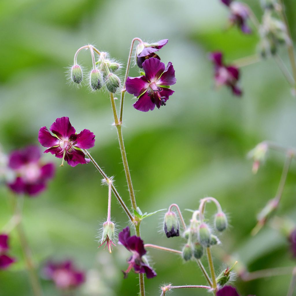 Mourning Widow - Geranium phaeum