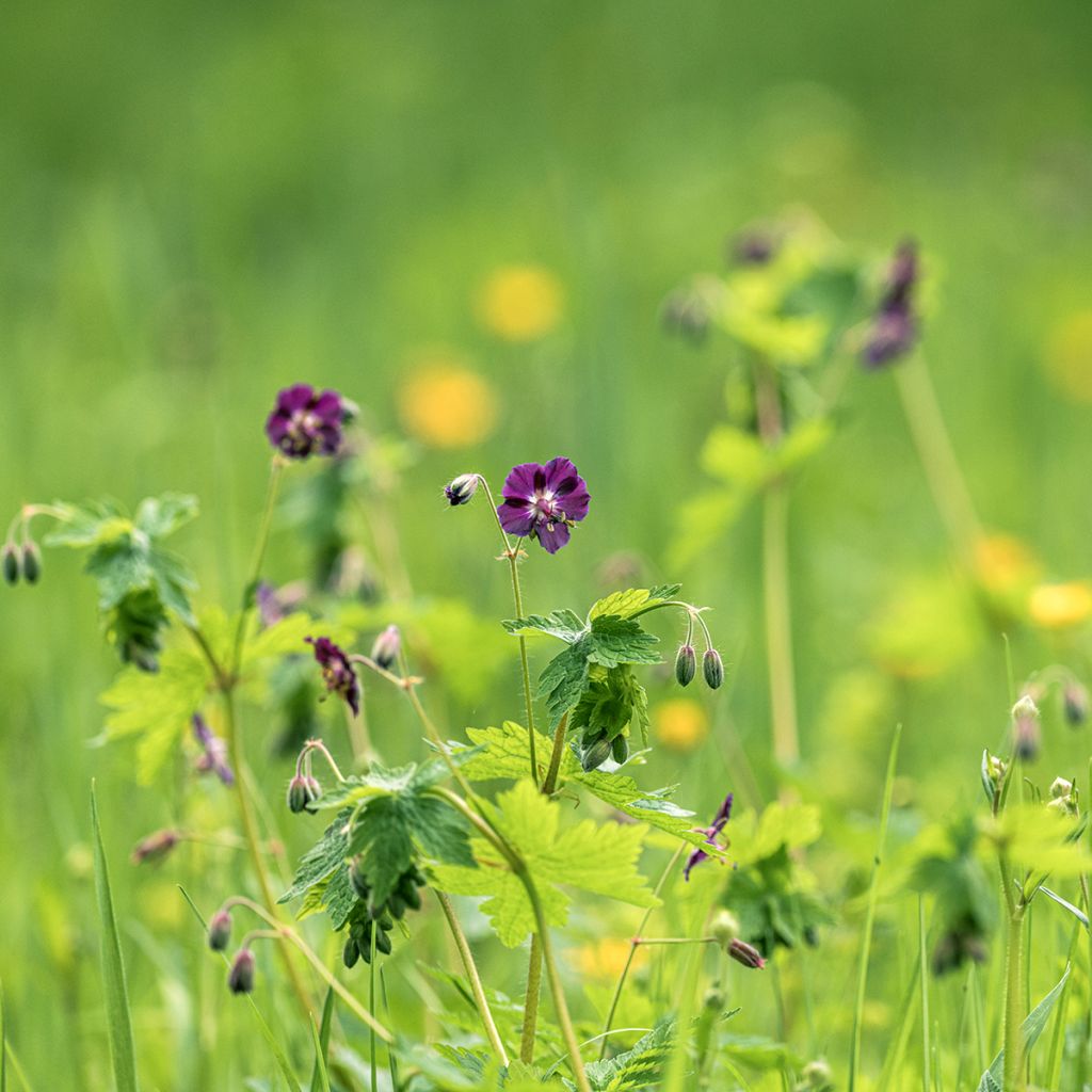 Mourning Widow - Geranium phaeum