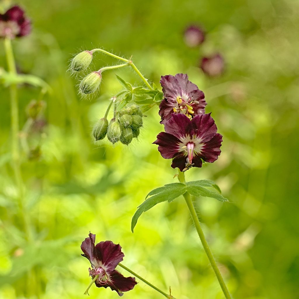 Mourning Widow - Geranium phaeum