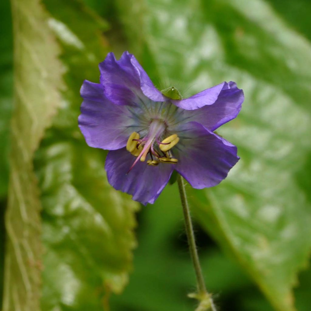 Geranium phaeum var lividum