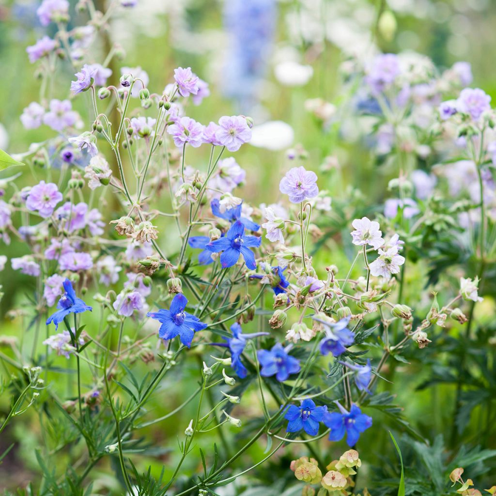 Geranium pratense Cloud Nine