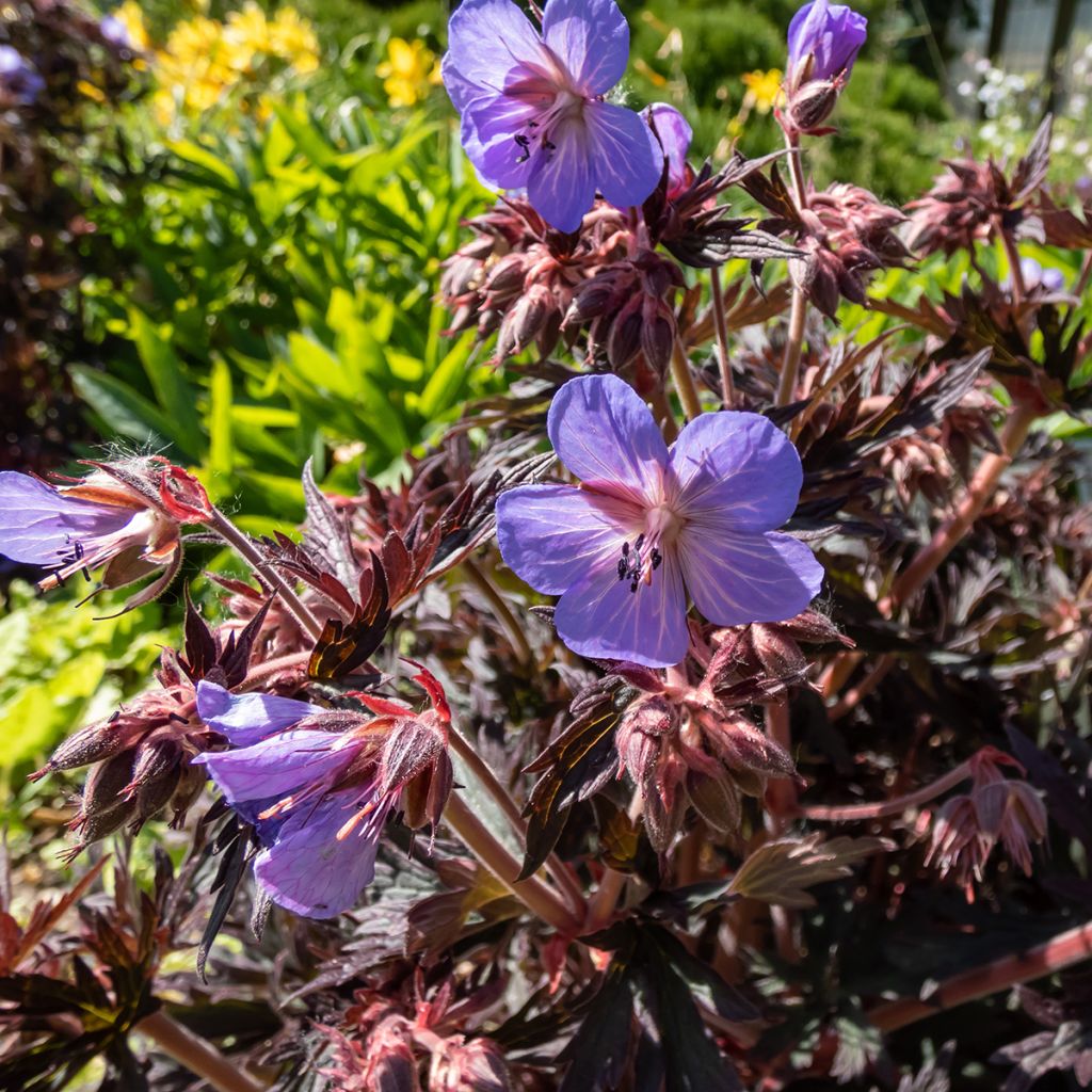 Geranium pratense Midnight Reiter