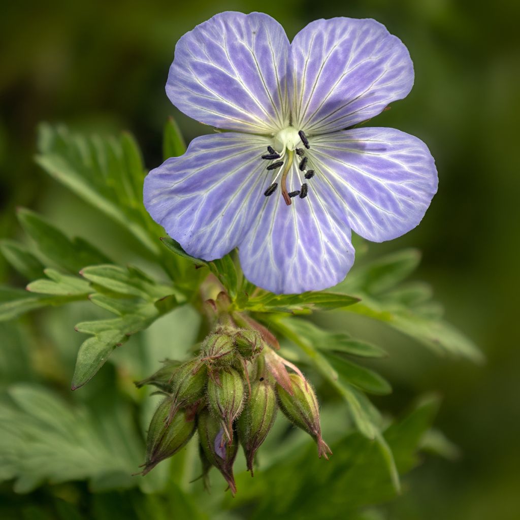 Geranium pratense Mrs Kendall Clark