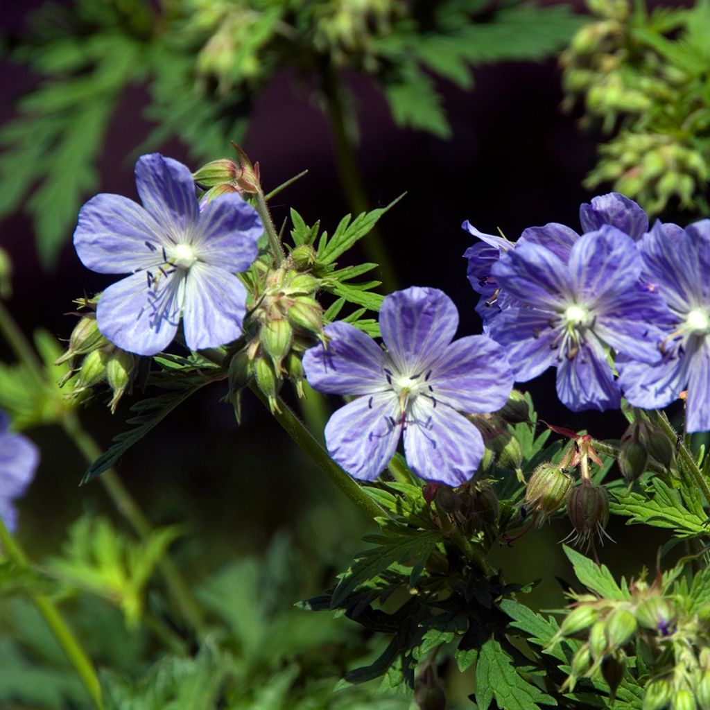 Geranium pratense Mrs Kendall Clark