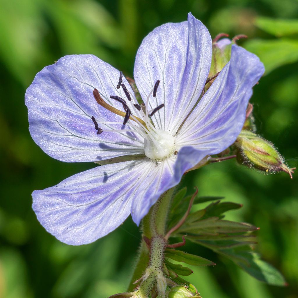 Geranium pratense Mrs Kendall Clark