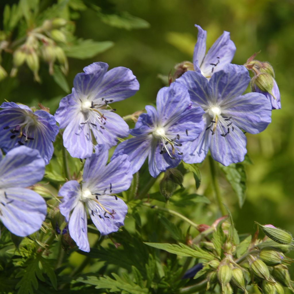 Geranium pratense Mrs Kendall Clark