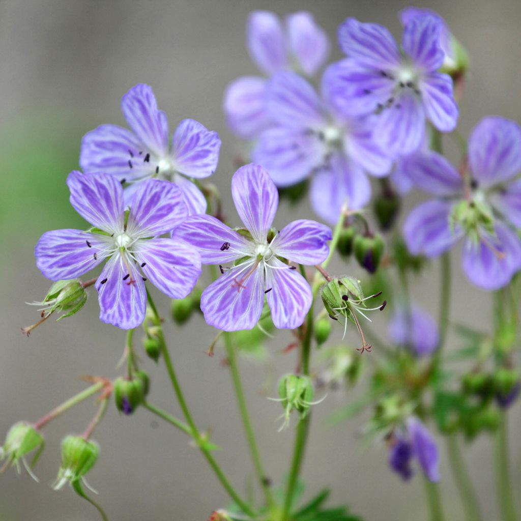 Geranium pratense Mrs Kendall Clark