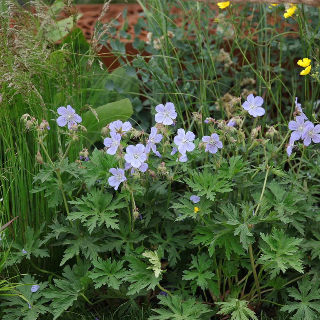 Geranium pratense Mrs Kendall Clark