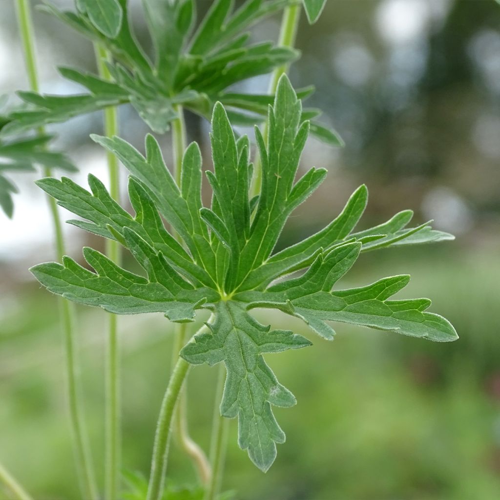 Geranium pratense Plenum Album