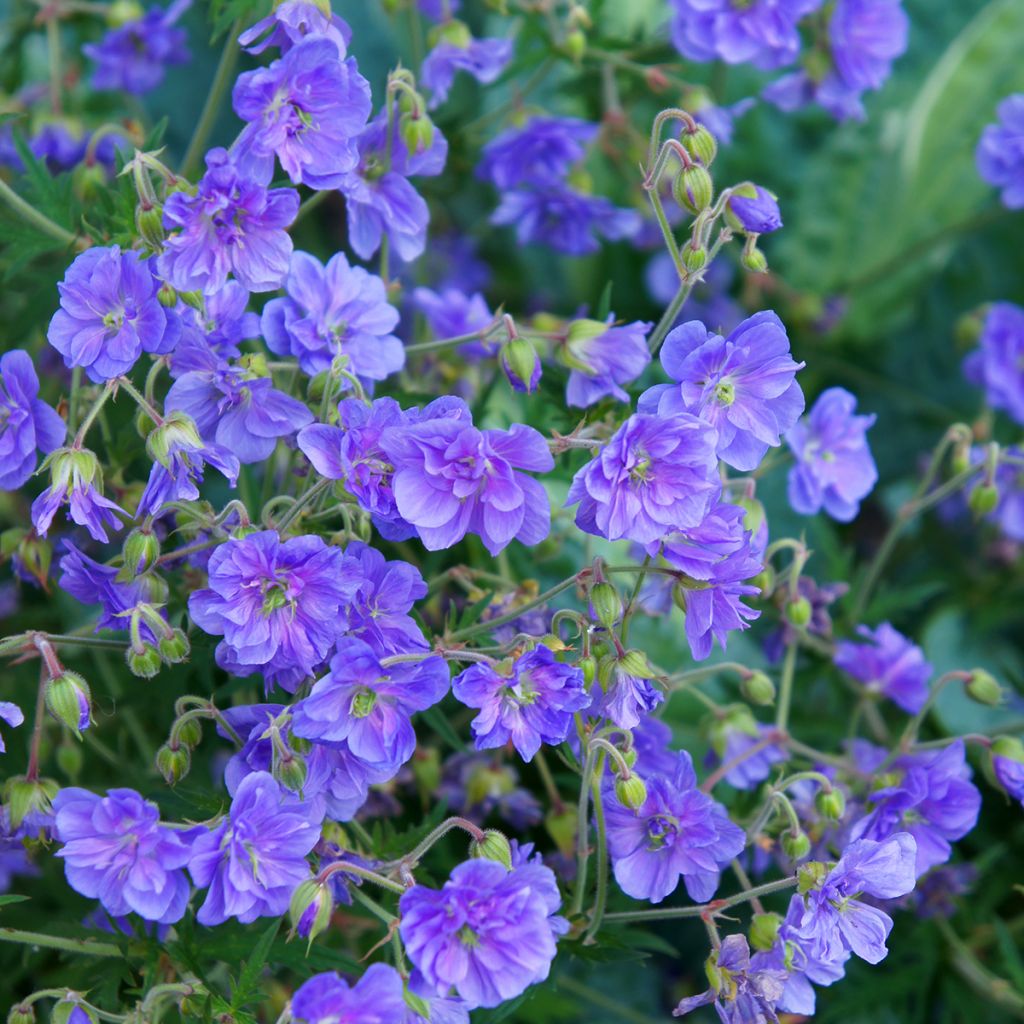 Geranium pratense Plenum Violaceum