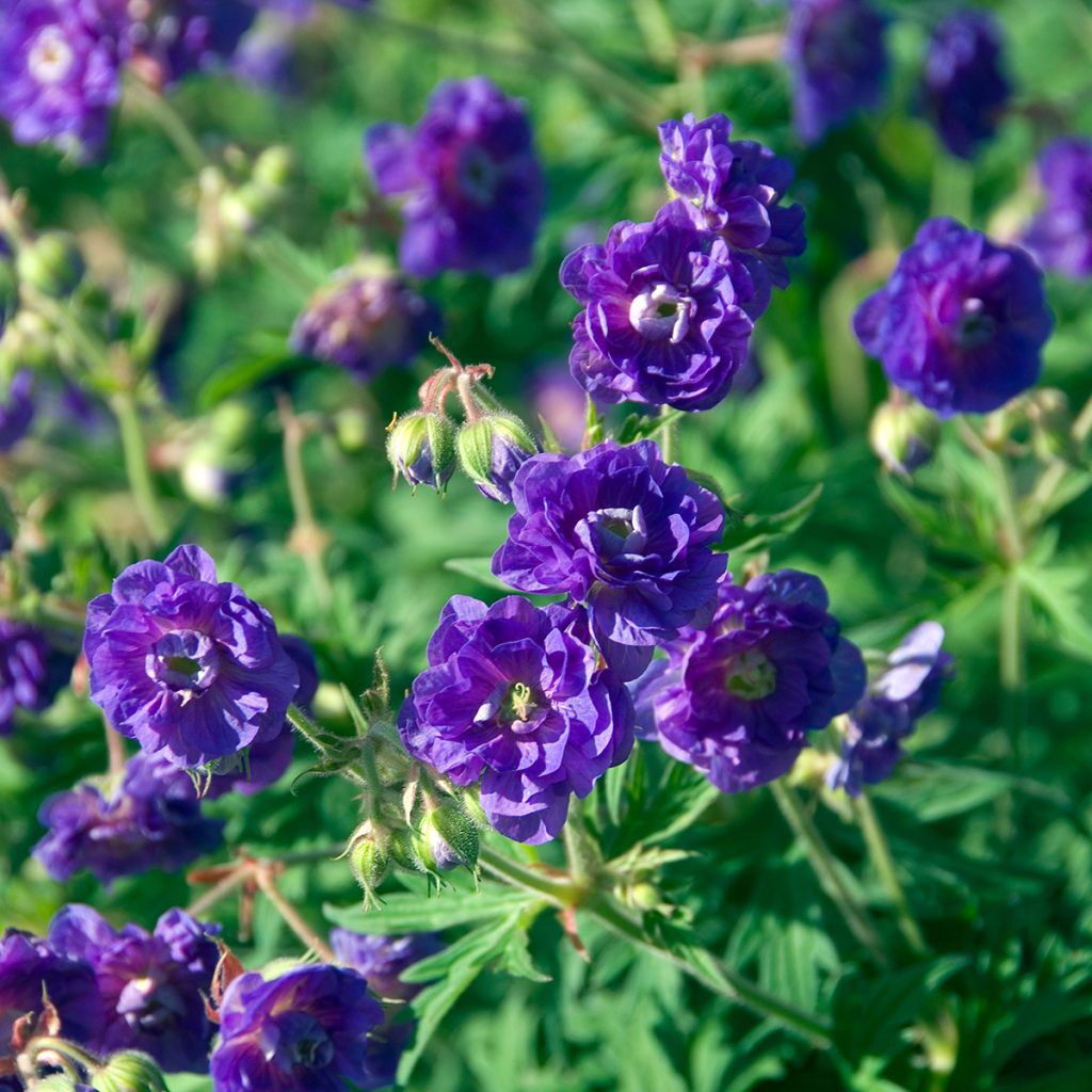 Geranium pratense Plenum Violaceum