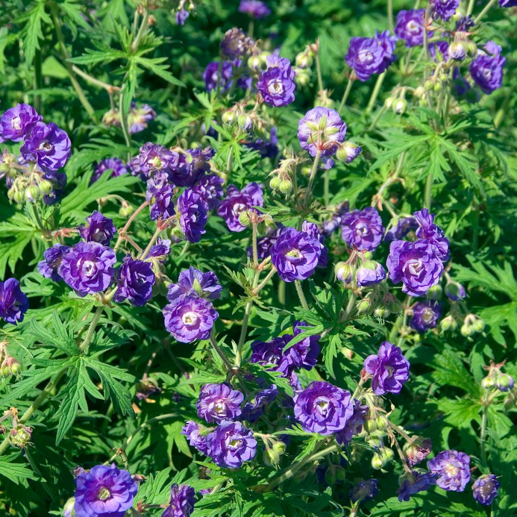 Geranium pratense Plenum Violaceum