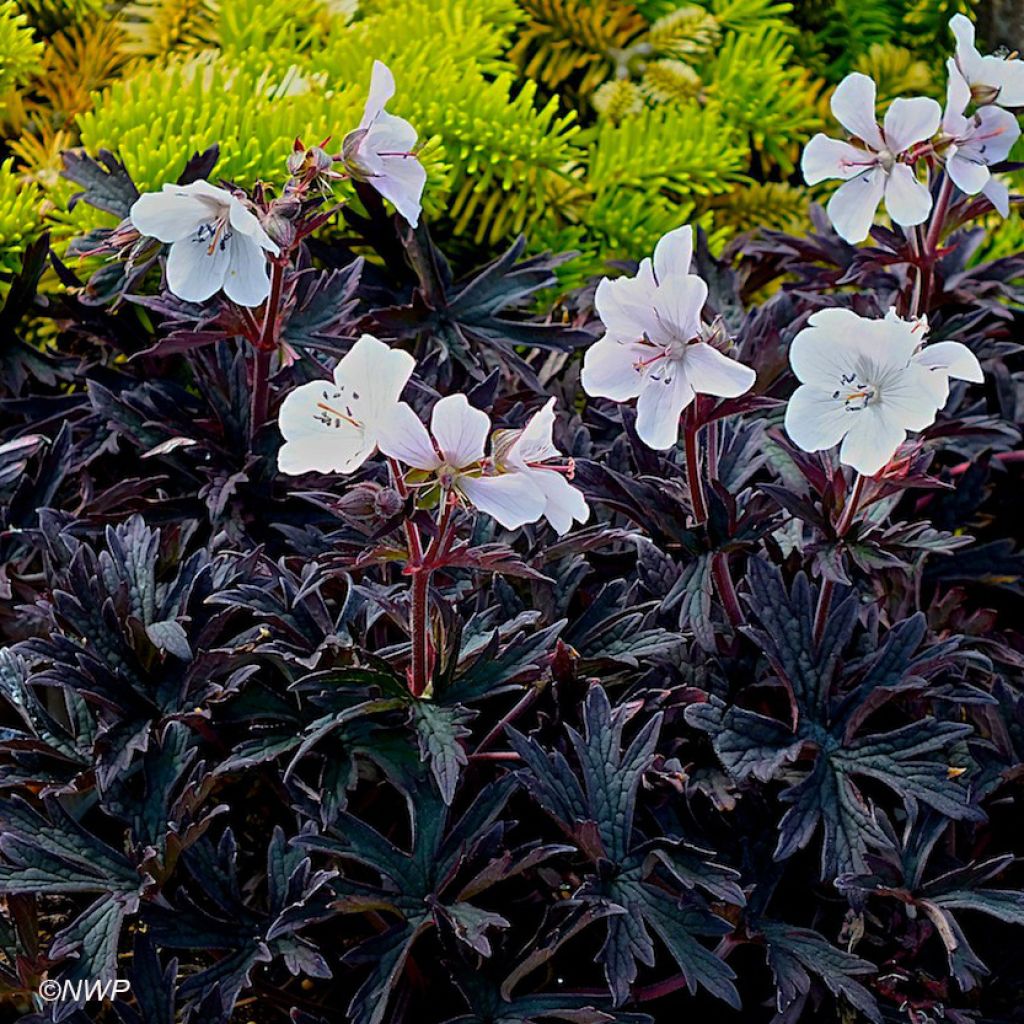 Géranium vivace pratense Purple Ghost - Géranium vivace des près blanc.