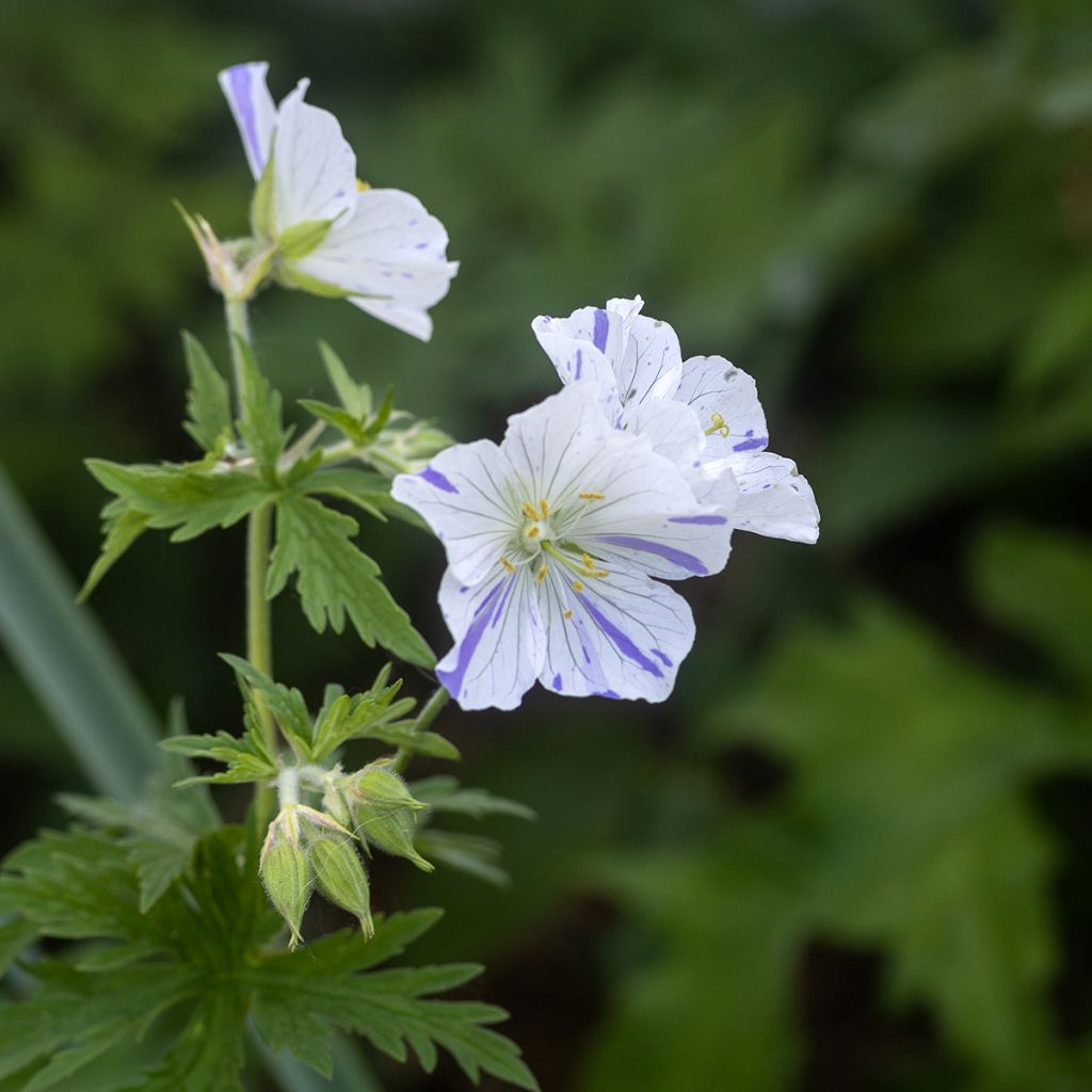 Geranium pratense Splish Splash