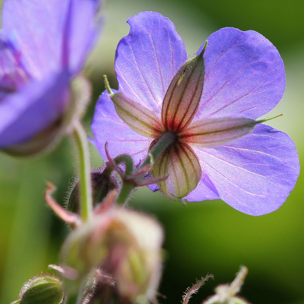 Géranium vivace pratense Victor Reiter Junior