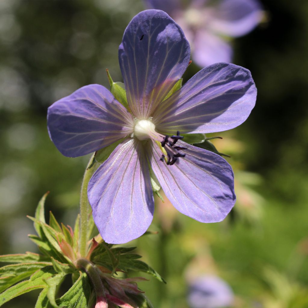 Géranium vivace pratense Victor Reiter Junior