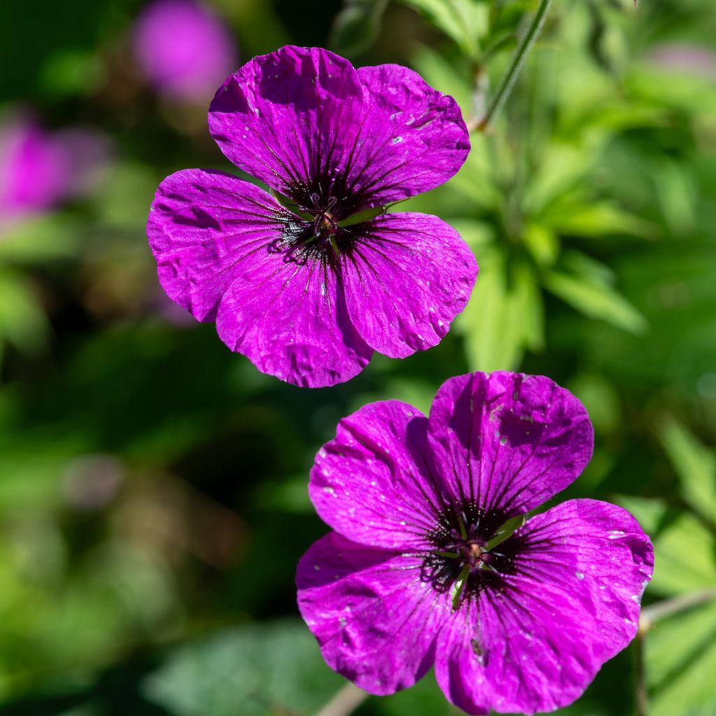 Geranium psilostemon - Armenian Cranesbill