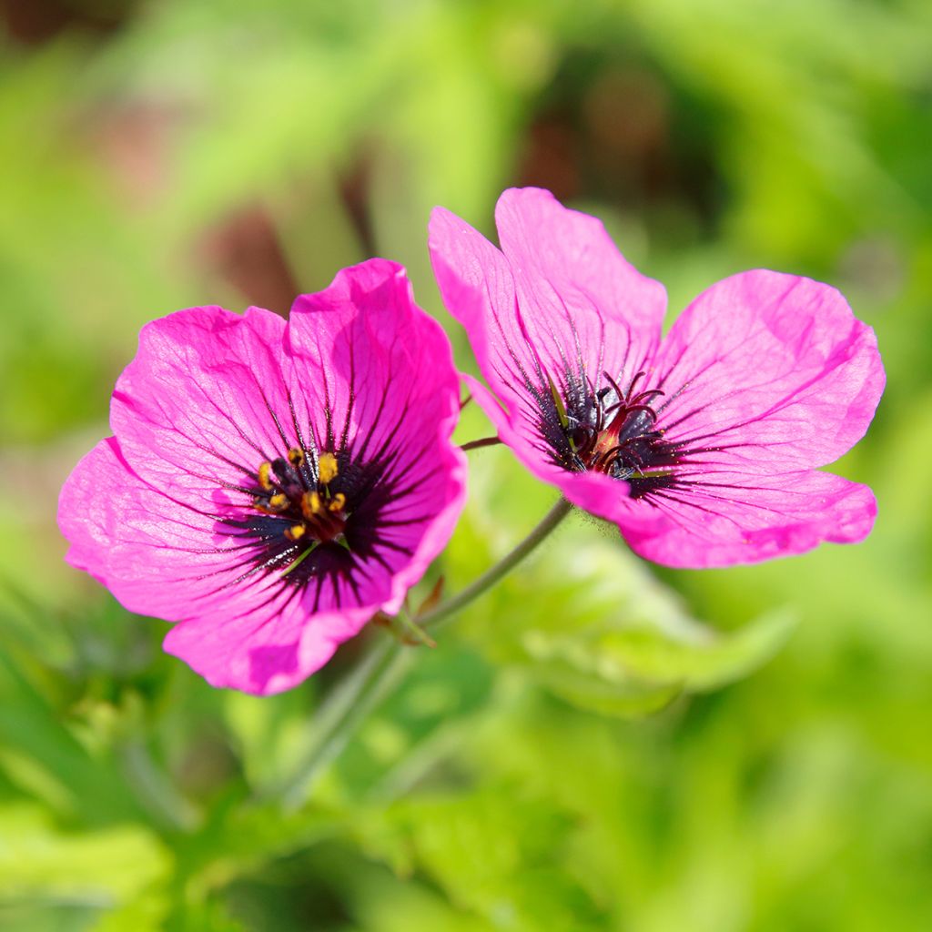 Geranium psilostemon - Armenian Cranesbill