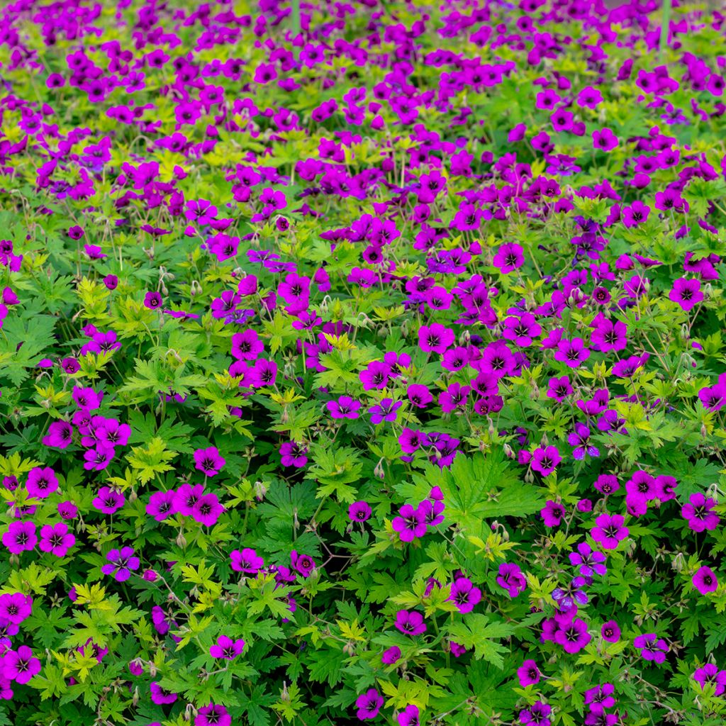 Geranium psilostemon - Armenian Cranesbill