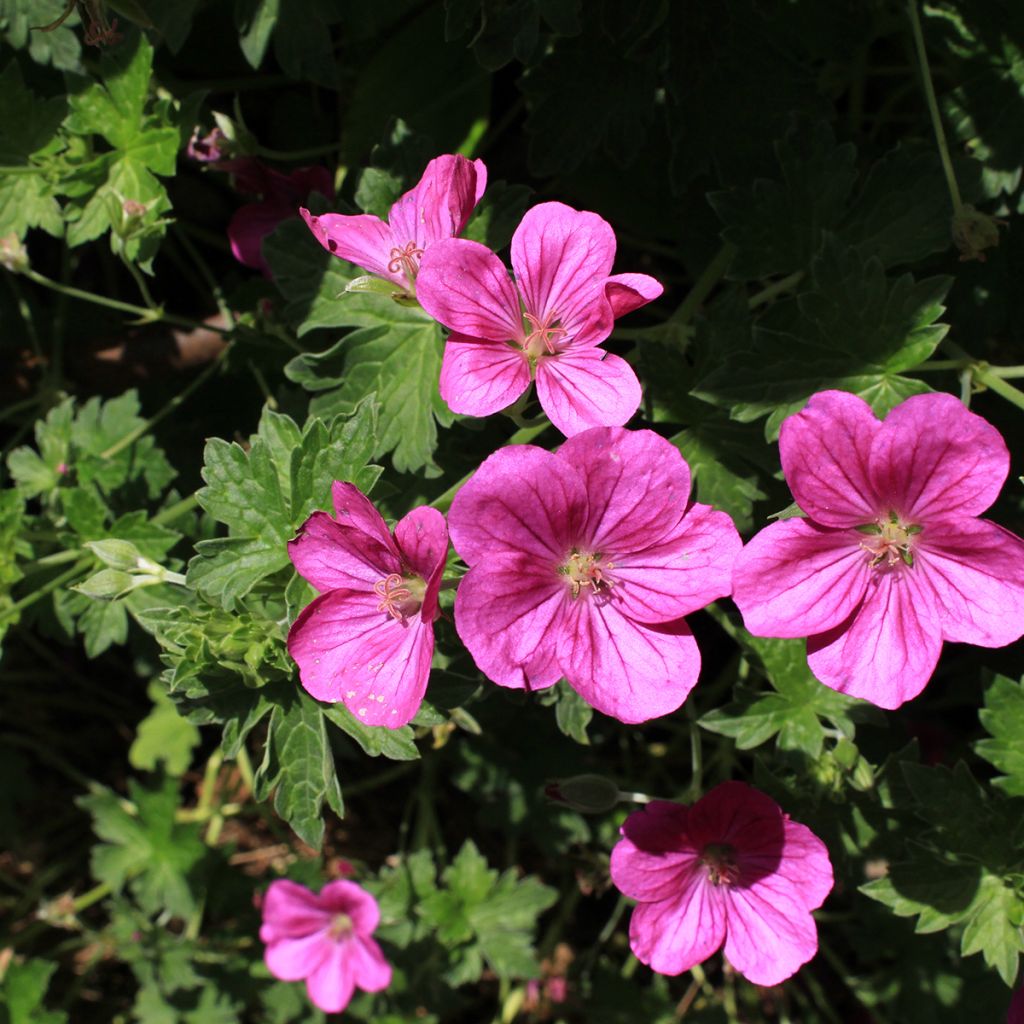 Geranium riversleaianum Russell Prichard