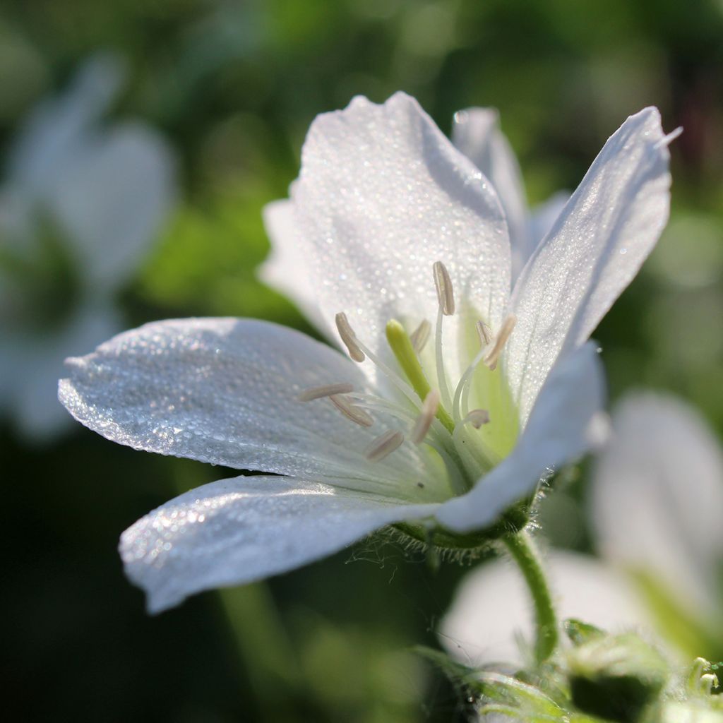 Geranium sanguineum Album