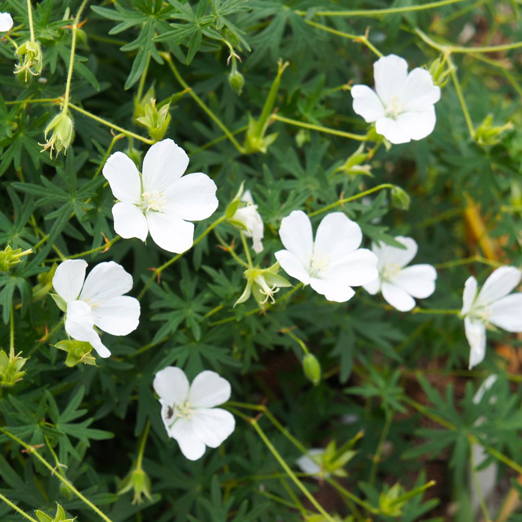 Geranium sanguineum Album