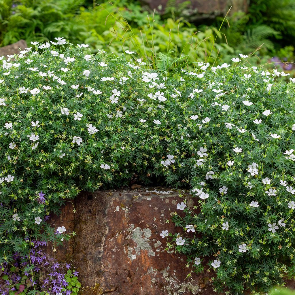 Geranium sanguineum Album