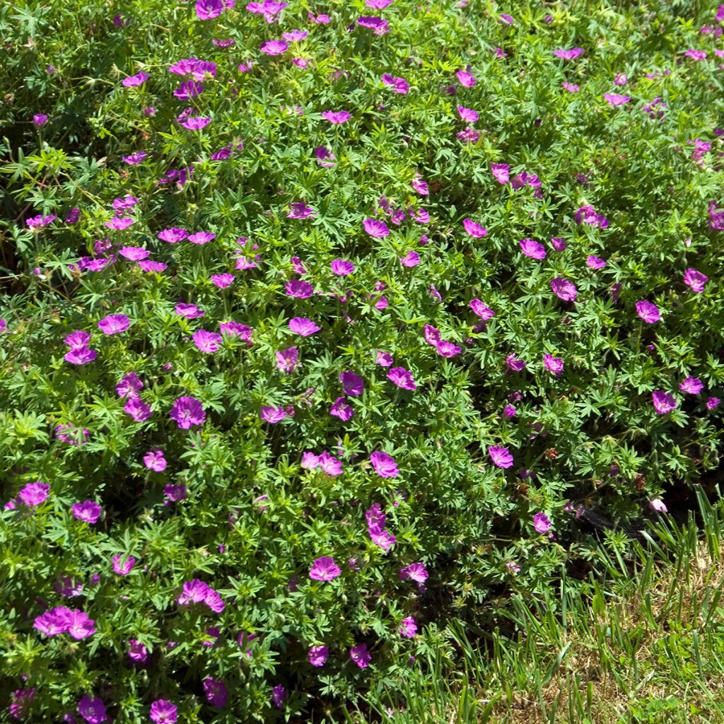 Geranium sanguineum Compactum