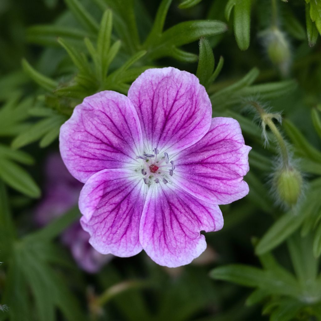 Geranium sanguineum Elke