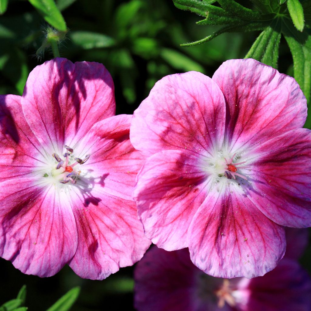 Geranium sanguineum Elke