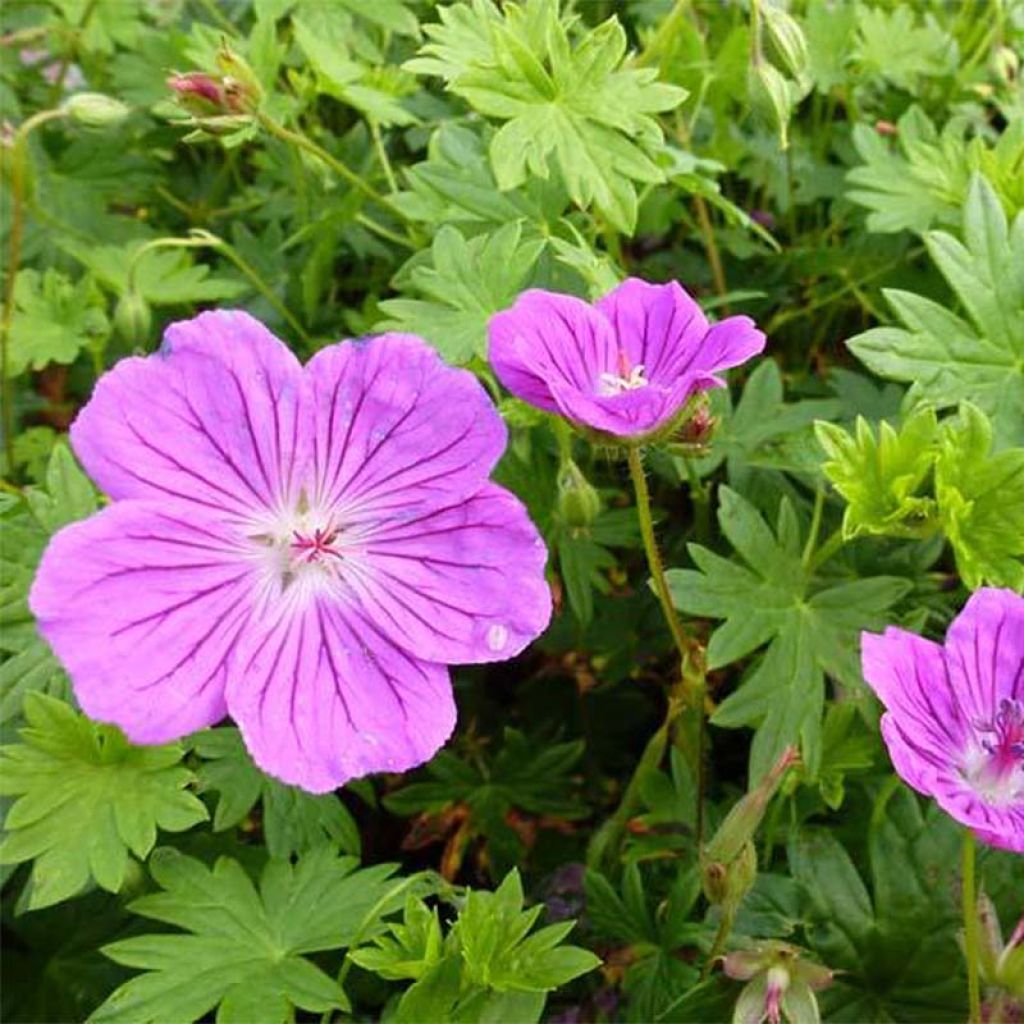 Géranium vivace sanguineum Hannelore - Géranium vivace rose foncé, veiné de pourpre.