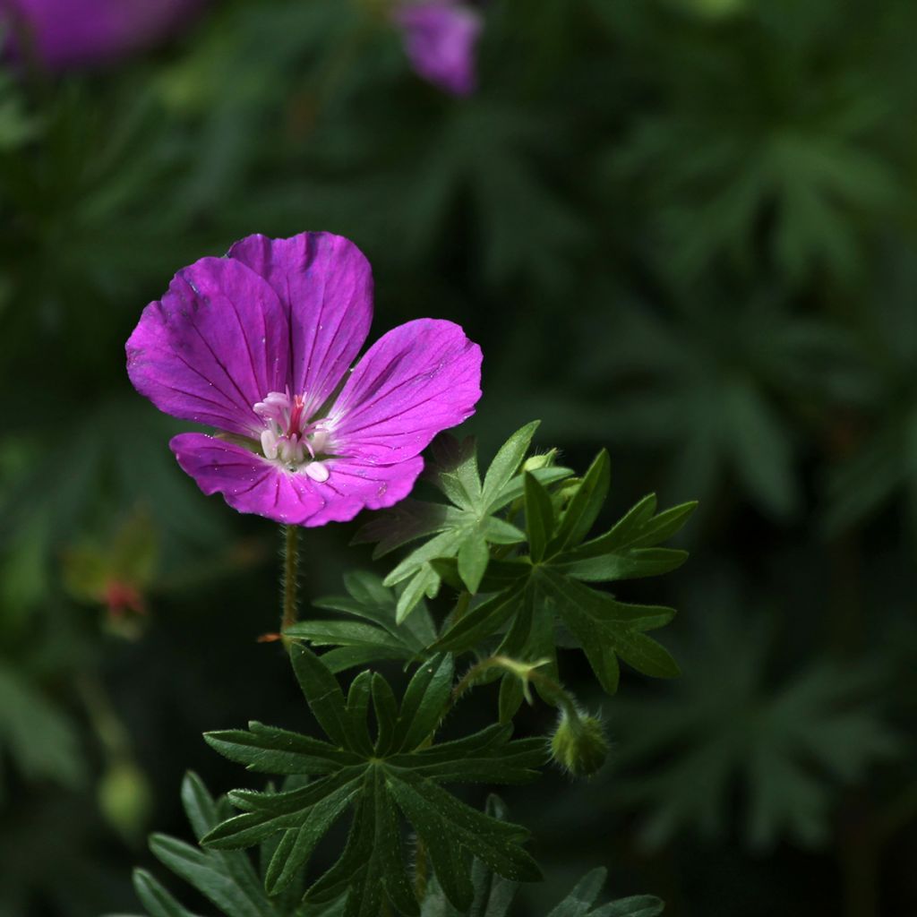 Geranium sanguineum Hannelore