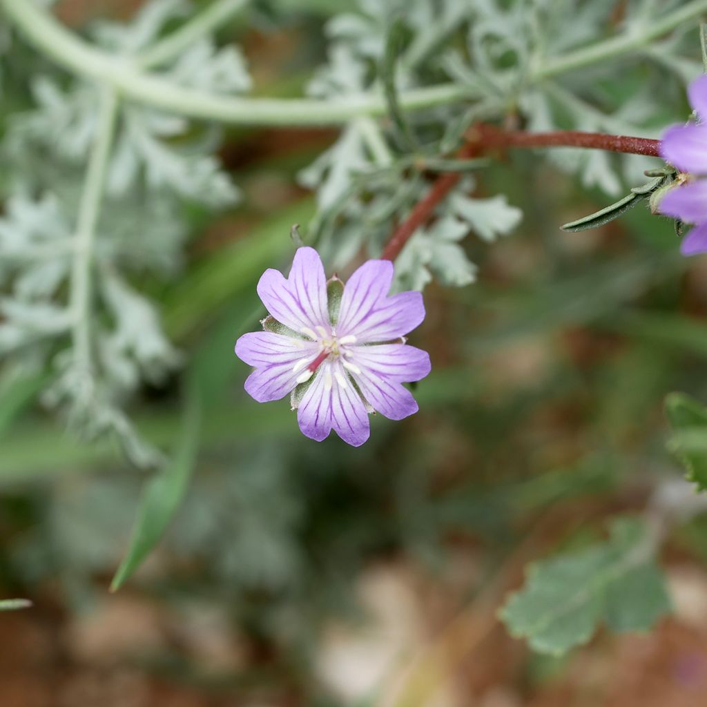 Geranium tuberosum