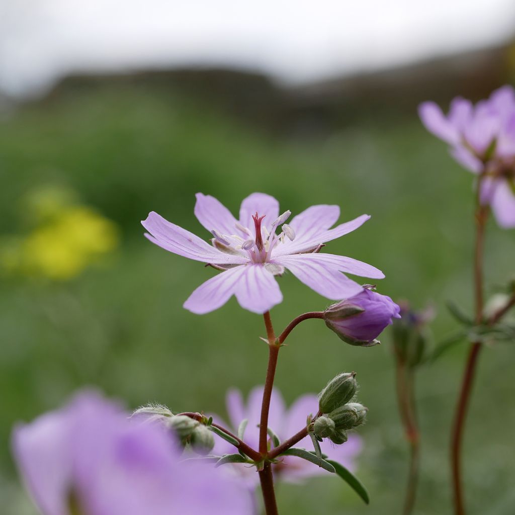 Geranium tuberosum