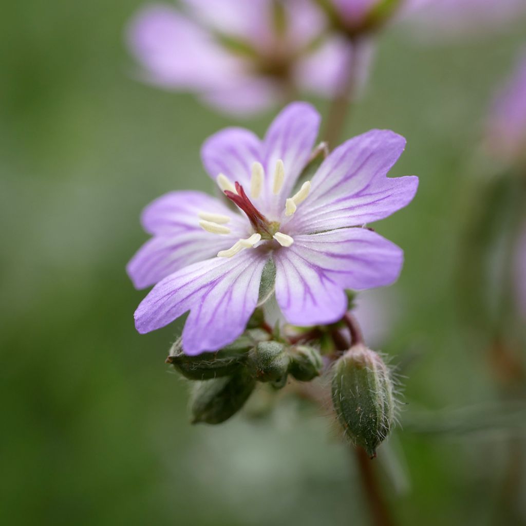 Geranium tuberosum