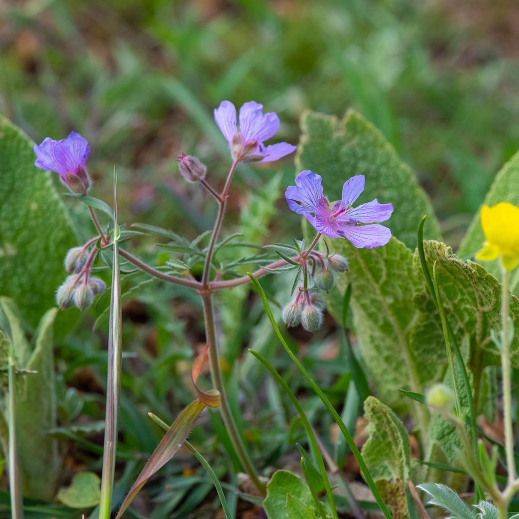 Geranium tuberosum