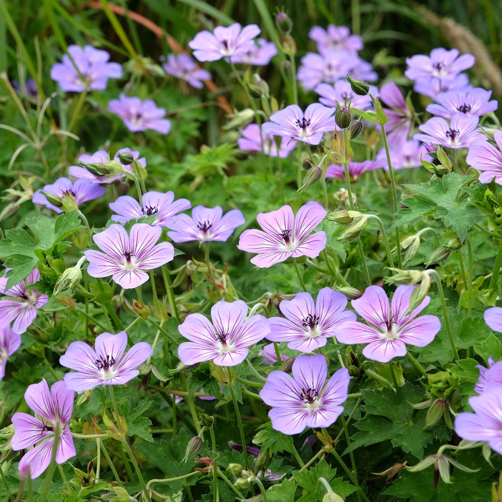 Geranium wallichianum Havana Blues