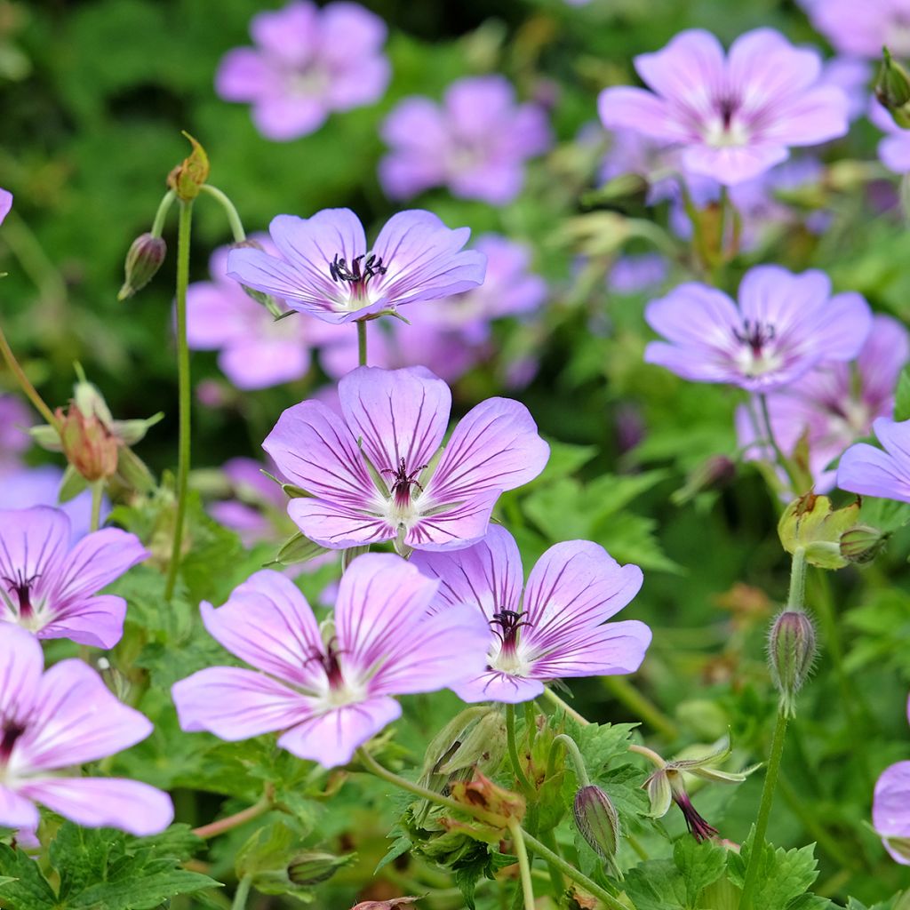 Geranium wallichianum Havana Blues