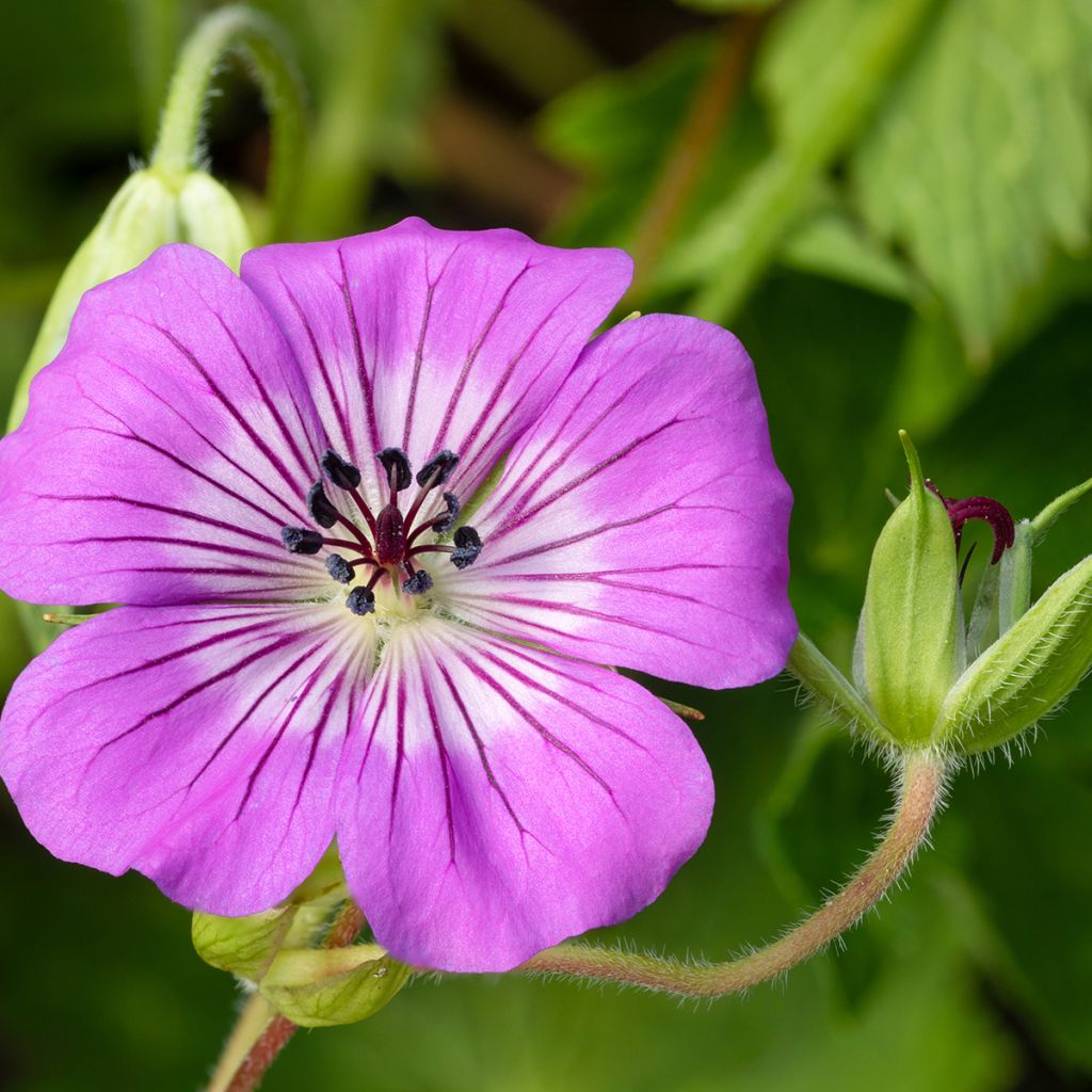 Geranium wallichianum Magical All Summer Delight