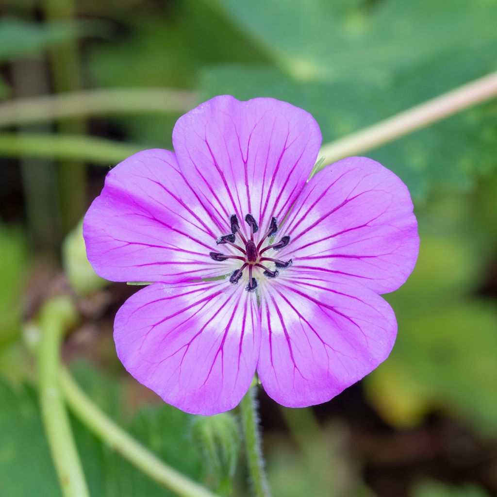 Geranium wallichianum Magical All Summer Delight