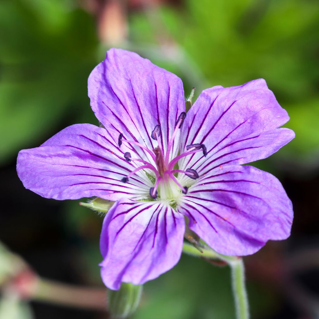 Geranium wlassovianum