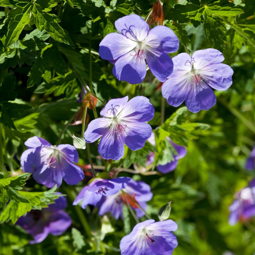 Geranium wlassovianum