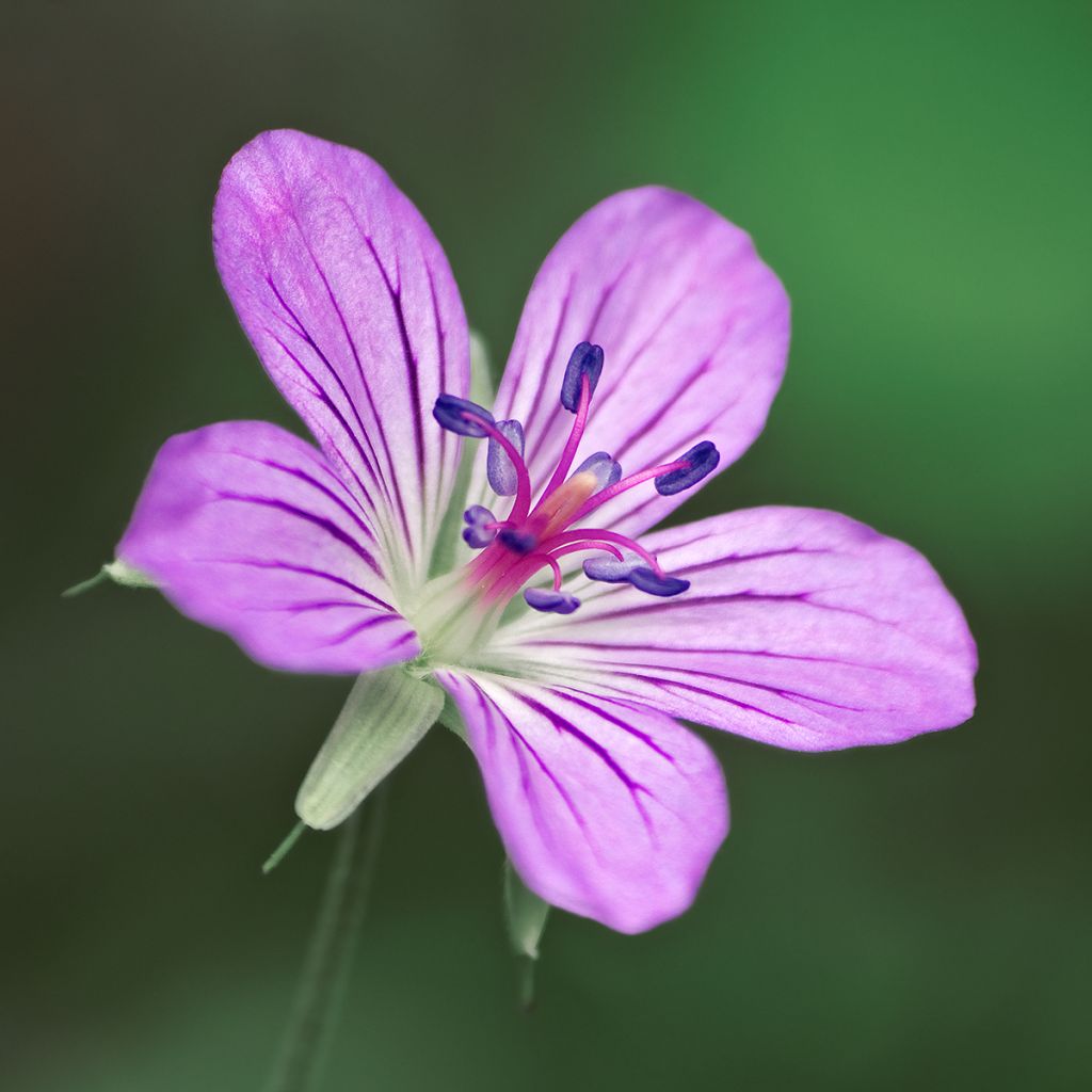 Geranium wlassovianum