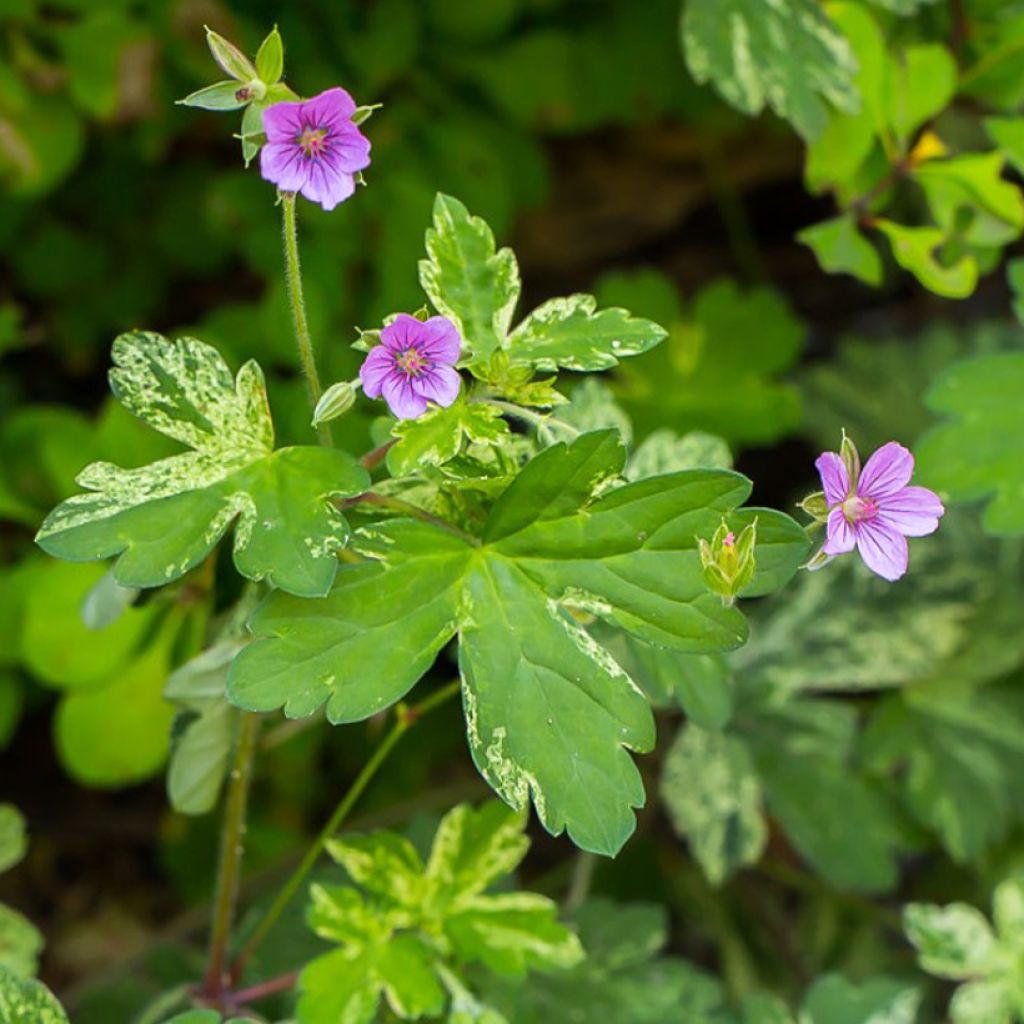 Geranium yoshinoi Confetti